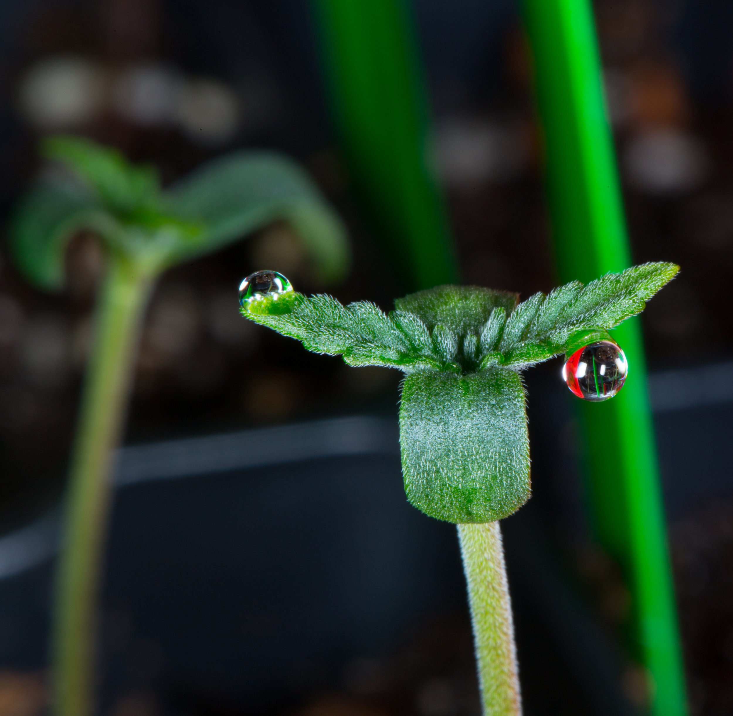 Relic Seeds